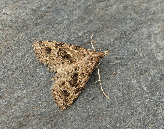 44.001 BF1288 Twenty-plume Moth Alucita hexadactyla