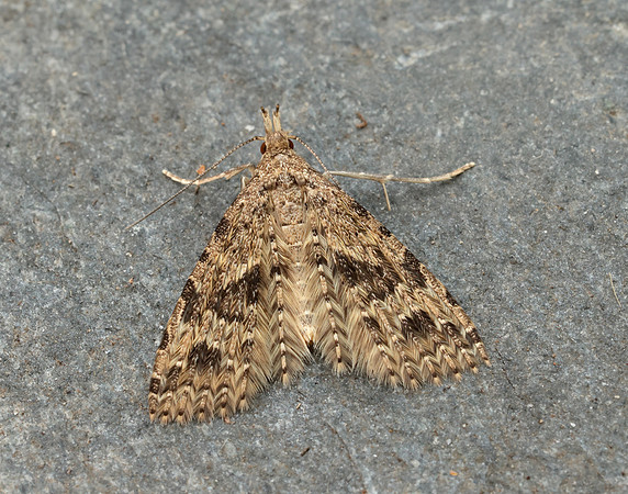 44.001 BF1288 Twenty-plume Moth Alucita hexadactyla