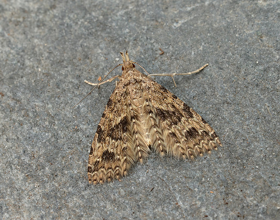 44.001 BF1288 Twenty-plume Moth Alucita hexadactyla