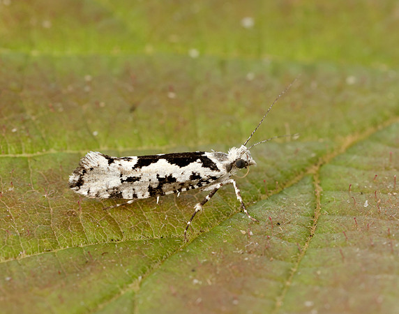 17.012 BF462 Ypsolopha sequella