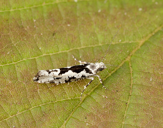 17.012 BF462 Ypsolopha sequella