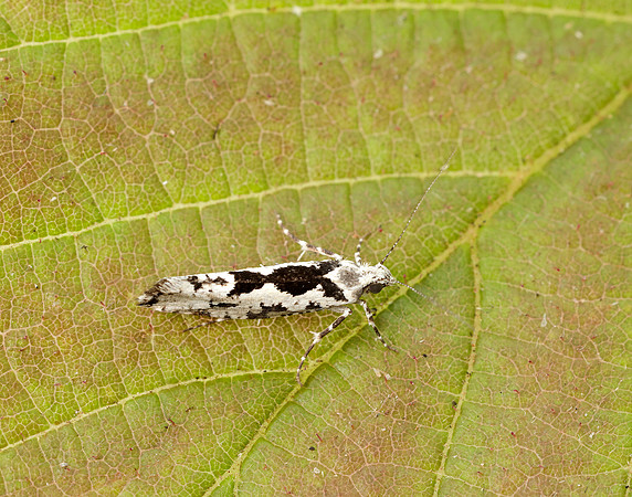 17.012 BF462 Ypsolopha sequella