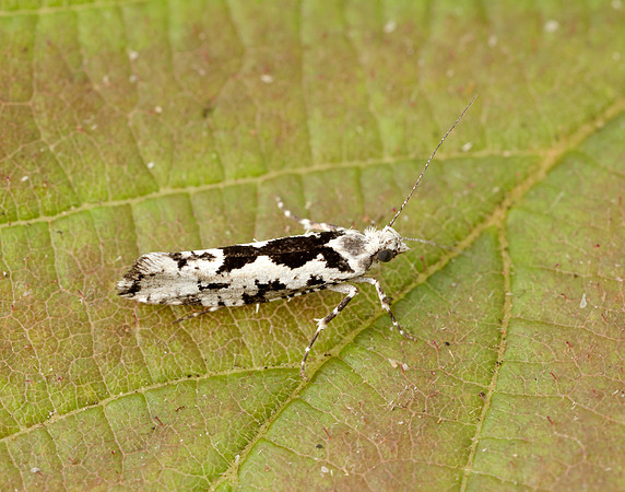 17.012 BF462 Ypsolopha sequella