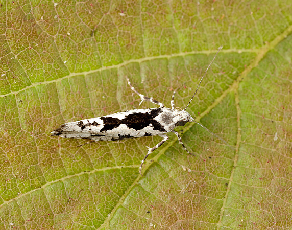 17.012 BF462 Ypsolopha sequella