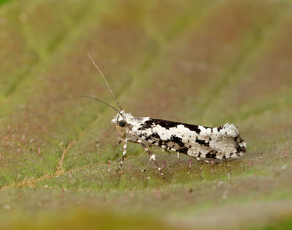 17.012 BF462 Ypsolopha sequella