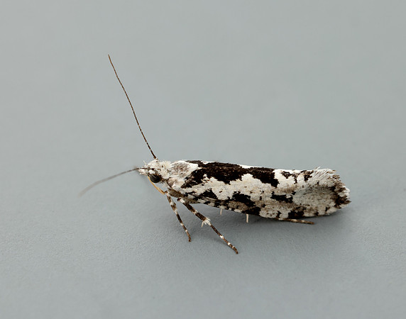 17.012 BF462 Ypsolopha sequella