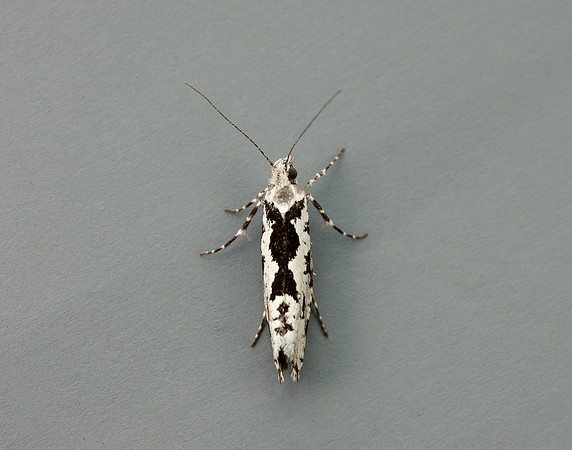 17.012 BF462 Ypsolopha sequella