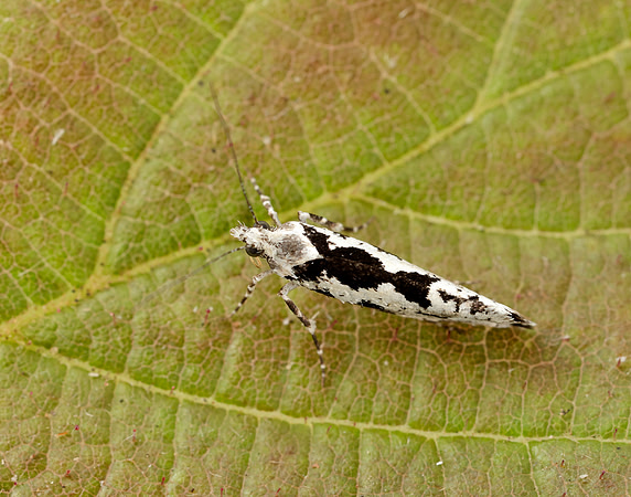 17.012 BF462 Ypsolopha sequella