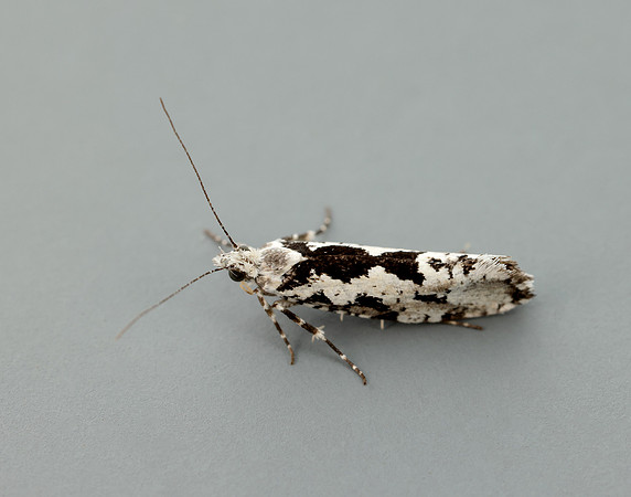 17.012 BF462 Ypsolopha sequella