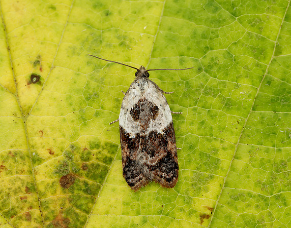 49.077 BF1048 Garden Rose Tortrix Acleris variegana