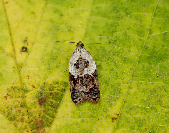 49.077 BF1048 Garden Rose Tortrix Acleris variegana