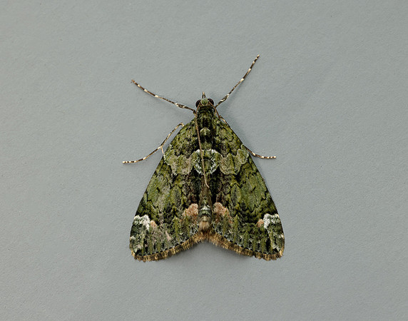 70.095 BF1760 Red-green Carpet Chloroclysta siterata