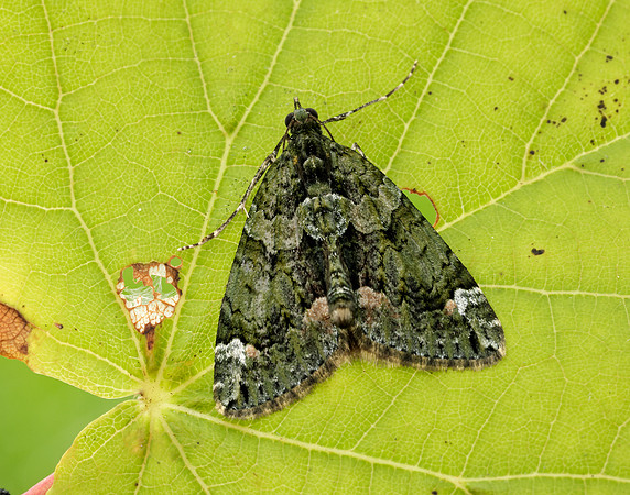 70.095 BF1760 Red-green Carpet Chloroclysta siterata