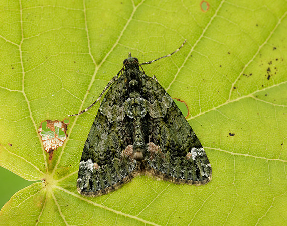 70.095 BF1760 Red-green Carpet Chloroclysta siterata