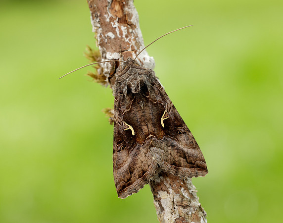 73.015 BF2441 Silver Y Autographa gamma
