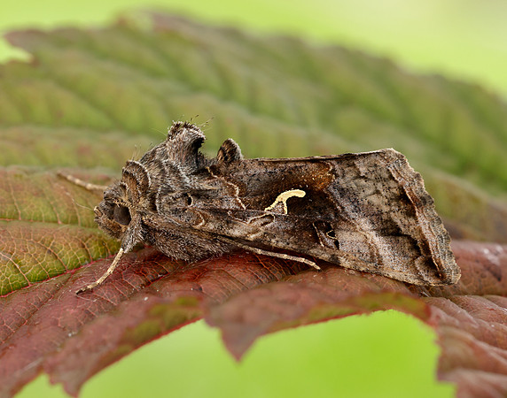 73.015 BF2441 Silver Y Autographa gamma