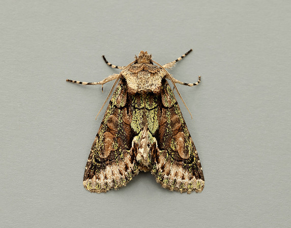 73.068 BF2245 Green-brindled Crescent Allophyes oxyacanthae