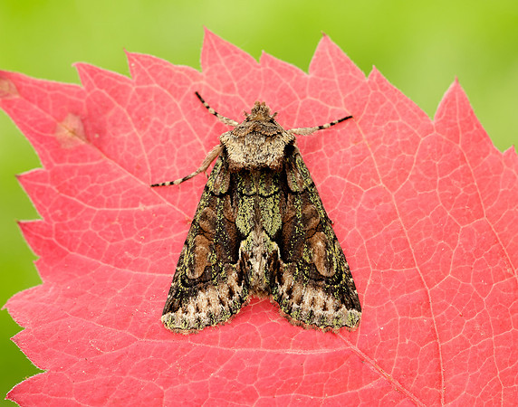 73.068 BF2245 Green-brindled Crescent Allophyes oxyacanthae