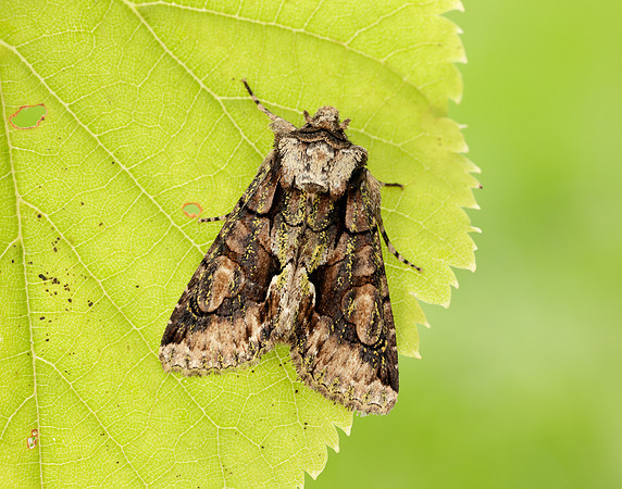 73.068 BF2245 Green-brindled Crescent Allophyes oxyacanthae