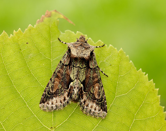 73.068 BF2245 Green-brindled Crescent Allophyes oxyacanthae