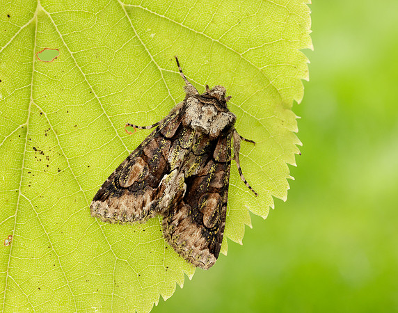 73.068 BF2245 Green-brindled Crescent Allophyes oxyacanthae