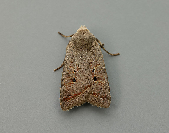 73.189 BF2263 Red-line Quaker Agrochola lota