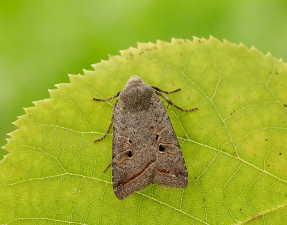 73.189 BF2263 Red-line Quaker Agrochola lota