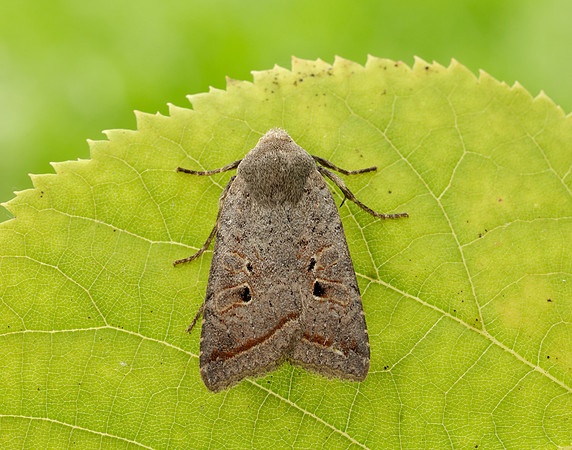73.189 BF2263 Red-line Quaker Agrochola lota