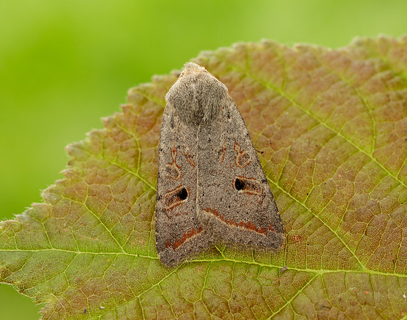73.189 BF2263 Red-line Quaker Agrochola lota