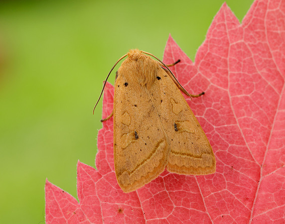 3.190 BF2264 Yellow-line Quaker Agrochola macilenta