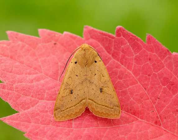 3.190 BF2264 Yellow-line Quaker Agrochola macilenta