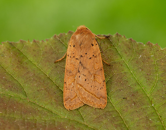 3.190 BF2264 Yellow-line Quaker Agrochola macilenta