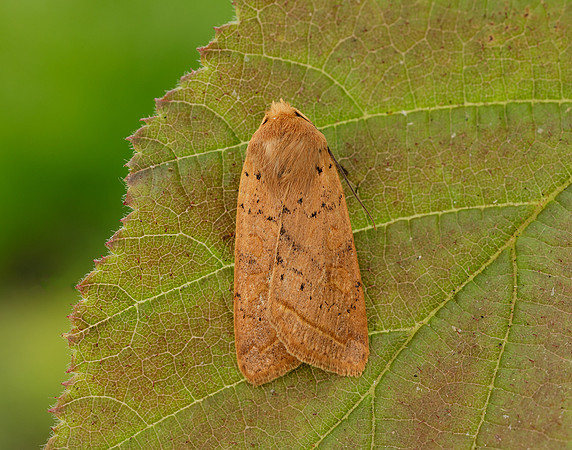 3.190 BF2264 Yellow-line Quaker Agrochola macilenta