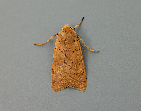 3.190 BF2264 Yellow-line Quaker Agrochola macilenta
