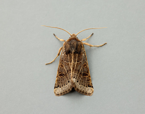 73.193 BF2270 Lunar Underwing Omphaloscelis lunosa