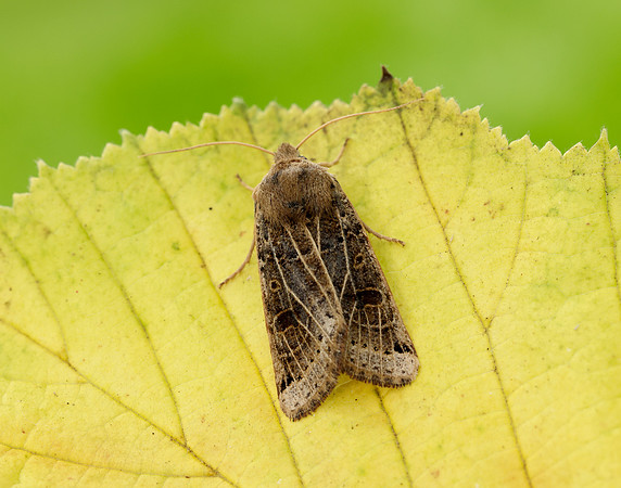 73.193 BF2270 Lunar Underwing Omphaloscelis lunosa
