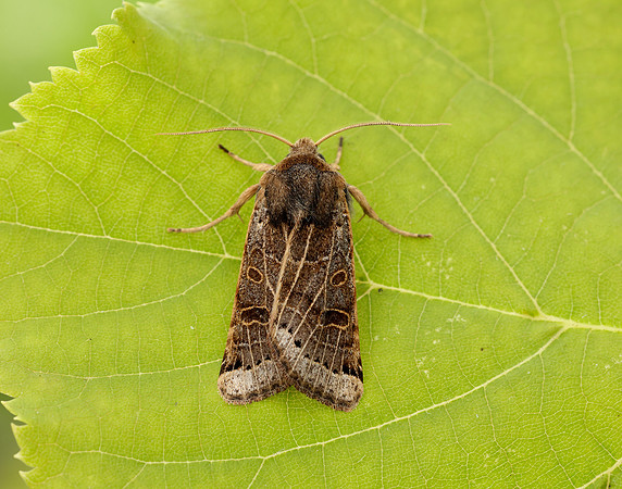 73.193 BF2270 Lunar Underwing Omphaloscelis lunosa
