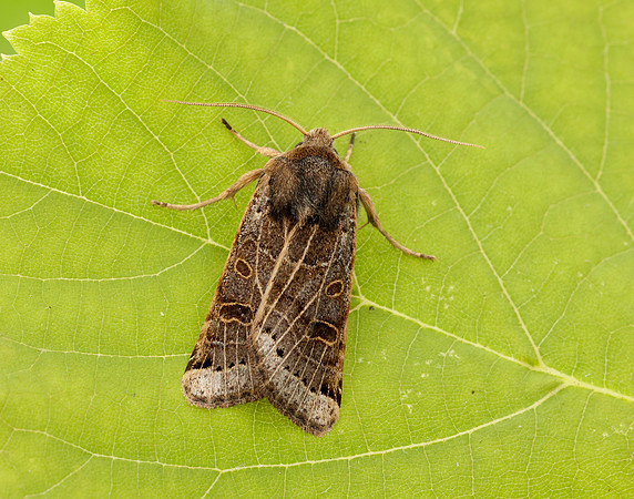 73.193 BF2270 Lunar Underwing Omphaloscelis lunosa