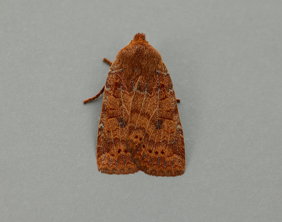 73.194 BF2258 Chestnut Conistra vaccinii