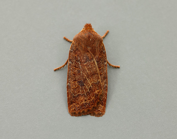 73.194 BF2258 Chestnut Conistra vaccinii