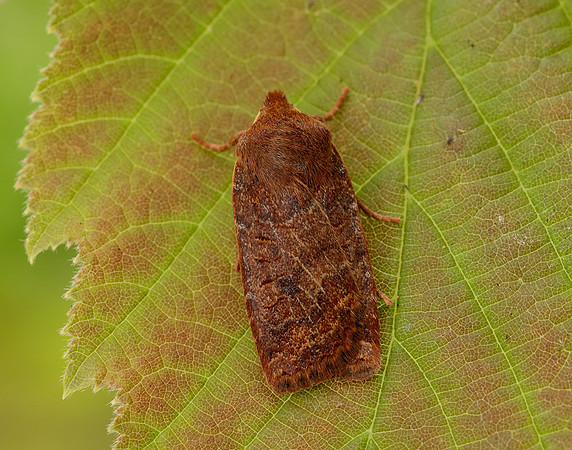 73.194 BF2258 Chestnut Conistra vaccinii