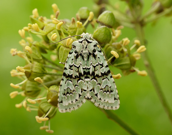 73.224 BF2247 Merveille du Jour Griposia aprilina