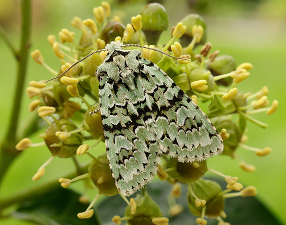 73.224 BF2247 Merveille du Jour Griposia aprilina