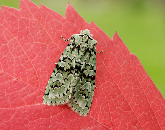 73.224 BF2247 Merveille du Jour Griposia aprilina