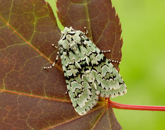 73.224 BF2247 Merveille du Jour Griposia aprilina