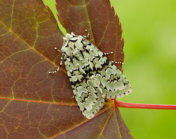 73.224 BF2247 Merveille du Jour Griposia aprilina