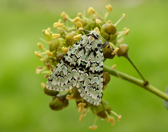73.224 BF2247 Merveille du Jour Griposia aprilina