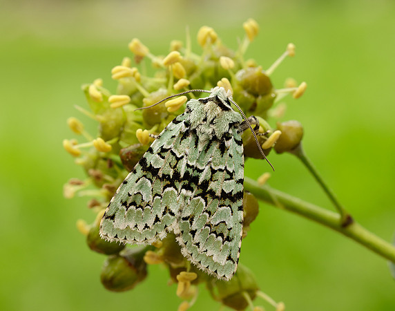 73.224 BF2247 Merveille du Jour Griposia aprilina