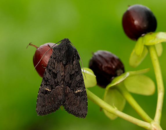 73.233 BF2232 Black Rustic Aporophyla nigra