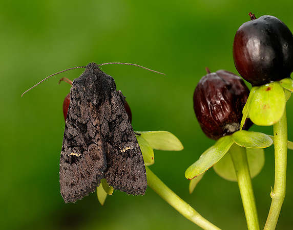 73.233 BF2232 Black Rustic Aporophyla nigra